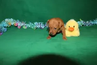 Teddy, a male Miniature Pinscher for sale in Harrisonburg, VA – Photo 6 of 6