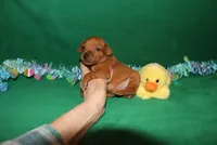 Teddy, a male Miniature Pinscher for sale in Harrisonburg, VA – Photo 4 of 6