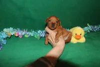 Teddy, a male Miniature Pinscher for sale in Harrisonburg, VA – Photo 5 of 6