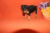 Jack, a male Miniature Pinscher for sale in Harrisonburg, VA – 6 of 7