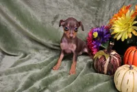 Mack, a male Miniature Pinscher for sale in Harrisonburg, VA – 9 of 10