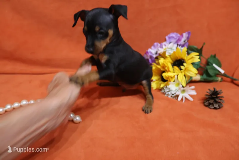 Bean – Miniature Pinscher puppy for sale in Harrisonburg, VA