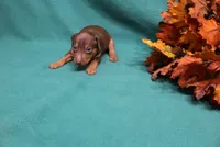 Dexter, a male Miniature Pinscher for sale in Harrisonburg, VA – 6 of 7
