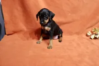 Penny, a female Miniature Pinscher for sale in Harrisonburg, VA – 3 of 7