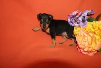 Jack, a male Miniature Pinscher for sale in Harrisonburg, VA – 3 of 7