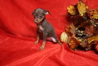 Mickey, a male Miniature Pinscher for sale in Harrisonburg, VA – 2 of 9