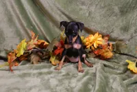 Blair, a female Miniature Pinscher for sale in Harrisonburg, VA – 1 of 6