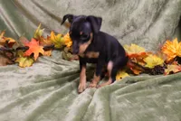 Blair, a female Miniature Pinscher for sale in Harrisonburg, VA – 3 of 6