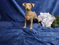 Dolly, a female Miniature Pinscher for sale in Harrisonburg, VA – 2 of 6