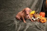 Harley--Halloween Special, a male Miniature Pinscher for sale in Harrisonburg, VA – 2 of 10