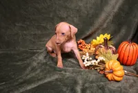 Harley--Halloween Special, a male Miniature Pinscher for sale in Harrisonburg, VA – 4 of 10