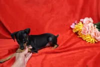 Roise, a female Miniature Pinscher for sale in Harrisonburg, VA – 5 of 5