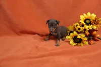 Taco, a male Miniature Pinscher for sale in Harrisonburg, VA – 7 of 7