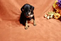 Penny, a female Miniature Pinscher for sale in Harrisonburg, VA – 2 of 7