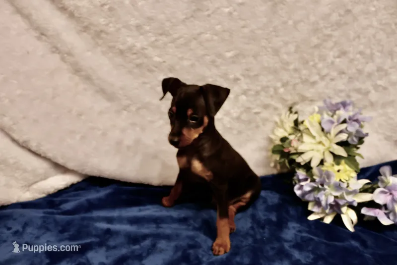 Bebe – Miniature Pinscher puppy for sale in Harrisonburg, VA