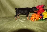 Roise, a female Miniature Pinscher for sale in Harrisonburg, VA – 4 of 8