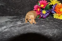 storm, a female Miniature Pinscher for sale in Harrisonburg, VA – 2 of 8