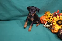 Marty, a male Miniature Pinscher for sale in Harrisonburg, VA – 5 of 7