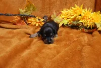 Foxy, a female Miniature Pinscher for sale in Harrisonburg, VA – 2 of 5