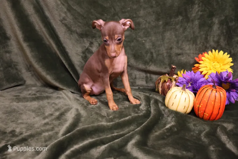 Raisin – Miniature Pinscher puppy for sale in Harrisonburg, VA