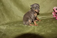 Bella, a female Miniature Pinscher for sale in Harrisonburg, VA – 6 of 7