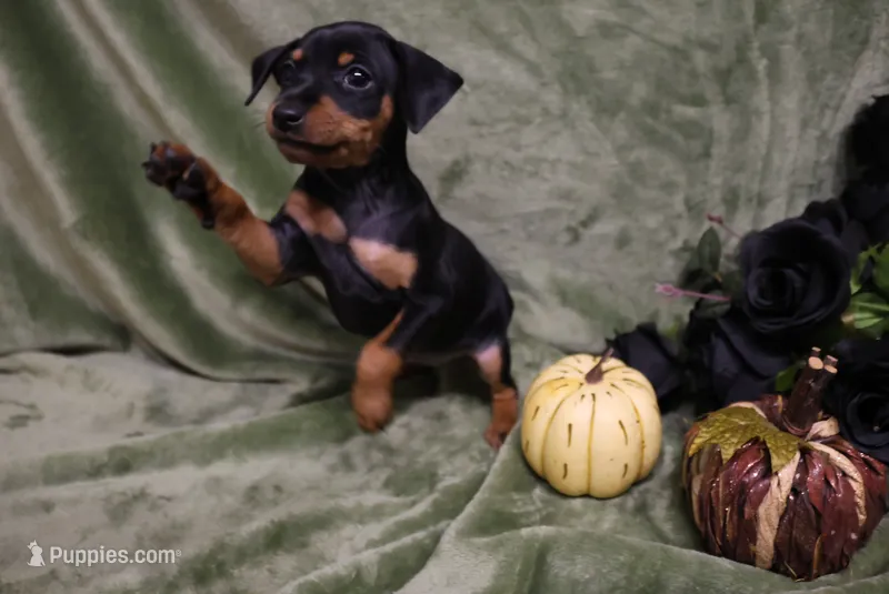 Mable – Miniature Pinscher puppy for sale in Harrisonburg, VA