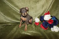 Cooper, a male Miniature Pinscher for sale in Harrisonburg, VA – Photo 3 of 5