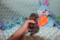 Cooper, a male Miniature Pinscher for sale in Harrisonburg, VA – Photo 5 of 5