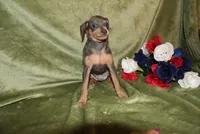 Cooper, a male Miniature Pinscher for sale in Harrisonburg, VA – Photo 5 of 5