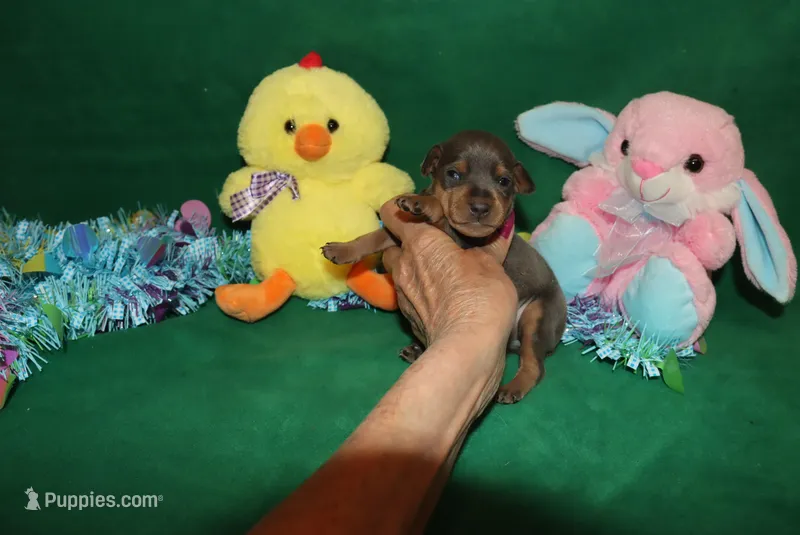 Cooper – Miniature Pinscher puppy for sale in Harrisonburg, VA