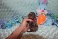 Cooper, a male Miniature Pinscher for sale in Harrisonburg, VA – Photo 4 of 5