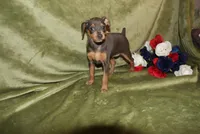 Cooper, a male Miniature Pinscher for sale in Harrisonburg, VA – Photo 4 of 5