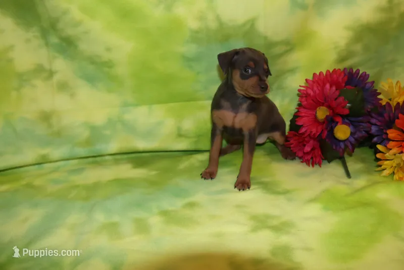 Cooper – Miniature Pinscher puppy for sale in Harrisonburg, VA