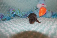 Cooper, a male Miniature Pinscher for sale in Harrisonburg, VA – Photo 1 of 5