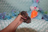 Cooper, a male Miniature Pinscher for sale in Harrisonburg, VA – Photo 2 of 5