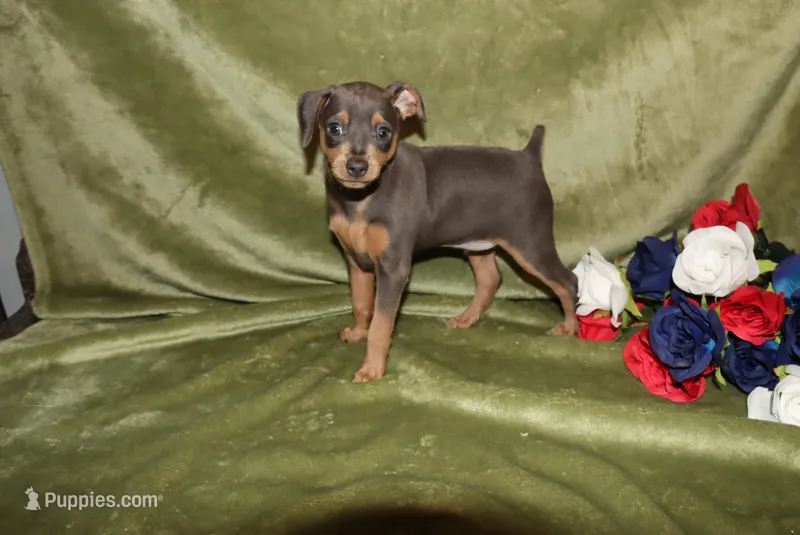 Cooper – Miniature Pinscher puppy for sale in Harrisonburg, VA