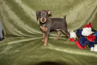 Cooper, a male Miniature Pinscher for sale in Harrisonburg, VA – Photo 1 of 5