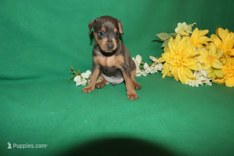 Cooper – Miniature Pinscher puppy for sale in Harrisonburg, VA