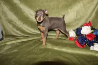 Cooper, a male Miniature Pinscher for sale in Harrisonburg, VA – Photo 2 of 5