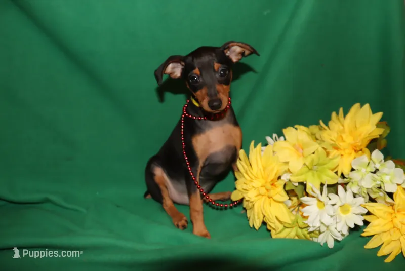 Duke – Miniature Pinscher puppy for sale in Harrisonburg, VA