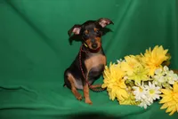 Duke, a male Miniature Pinscher for sale in Harrisonburg, VA – 1 of 7