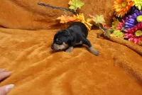 Gator, a male Miniature Pinscher for sale in Harrisonburg, VA – 2 of 7