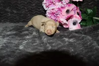 LuLu, a female Miniature Pinscher for sale in Harrisonburg, VA – 3 of 6