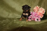 Daisy, a female Miniature Pinscher for sale in Harrisonburg, VA – 6 of 6