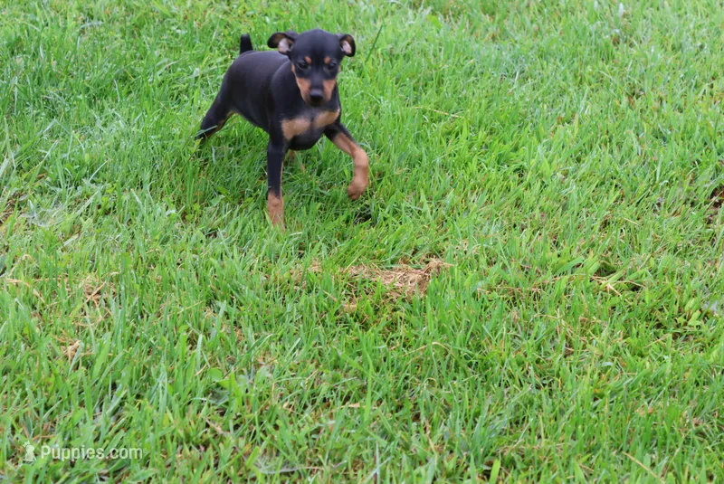 Jack – Miniature Pinscher puppy for sale in Harrisonburg, VA