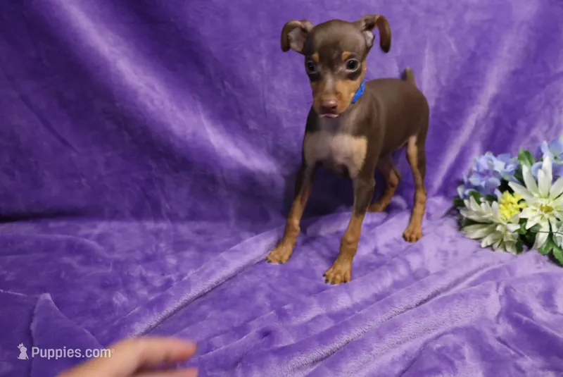 Thor – Miniature Pinscher puppy for sale in Harrisonburg, VA