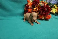 Harley, a male Miniature Pinscher for sale in Harrisonburg, VA – 2 of 7
