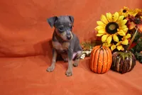 Toto, a male Miniature Pinscher for sale in Harrisonburg, VA – 3 of 7