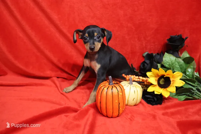 Stitch – Miniature Pinscher puppy for sale in Harrisonburg, VA