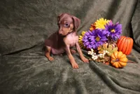 Dexter--Halloween Special, a male Miniature Pinscher for sale in Harrisonburg, VA – 4 of 9